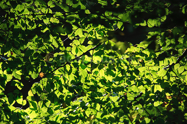 B�geblade. Efter�rsblade af b�g gennemlyst af solen; Fagus sylvatica; J�gersborg Dyrehave; ; ; planter; B�ge-familien, Fagaceae, Cupuliferae, B�ge-ordenen, Fagales, b�getr�, l�vfald, efter�r