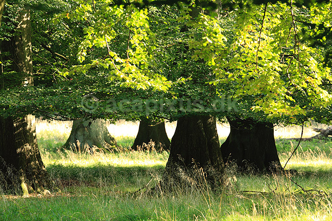 Dyrehaven. B�getr�er trimmet af dyrevildt i Dyrehaven; Fagus sylvatica; J�gersborg Dyrehave; ; ; planter; Skov, skove, blade, tr�er, stamme, stammer