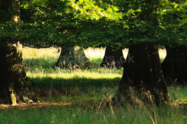 Dyrehaven. B�getr�er trimmet af dyrevildt i Dyrehaven; Fagus sylvatica; J�gersborg Dyrehave; ; ; planter; Skov, skove, blade, tr�er, stamme, stammer