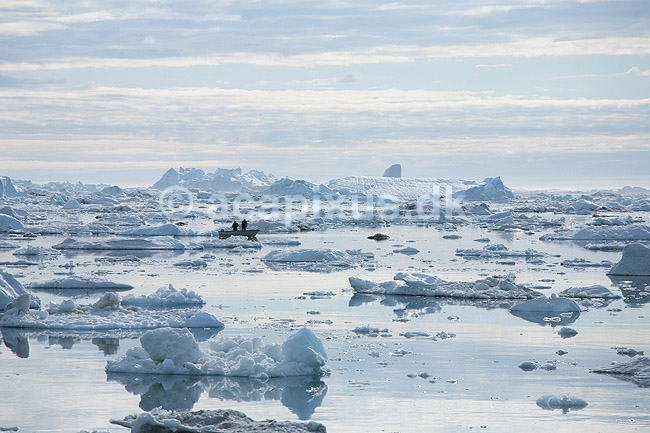 Fiskerb�d. Fiskere fanger helleflynder p� langline mellem isbjerge ud for  Ilulissat; ; Ilulissat; Gr�nland; ; ; Jakobshavn, isbjerge, iceberg, icebergs, b�d, b�de