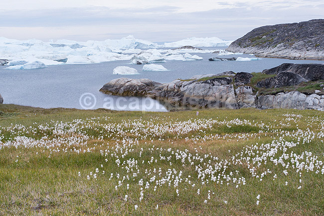 Ilulissat Isfjord. Isbjerge i Isfjorden ved Ilulissat med k�ruld i fjeldet i forgrunden; ; Ilulissat; Gr�nland; ; ; Jakobshavn, isbjerg, Ilulissat Isfjord, isbjerg