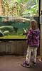 Danmarks Akvarium. Pige kigger p� arapaima i regnskovs akvarium i Danmarks Akvarium Arapaima gigas Charlottenlund   fisk Akvarier, akvarie, regnskovsfisk