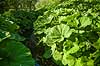 Hestehov. R�d Hestehov voksende p� brinkerne af M�l�v �. Ogs� kendt som skr�ppe, tordenskr�ppe, pestilensurt Petasites hybridus M�l�v   Planter R�rhannede, Asteranae, Kurveblomst-familien, Asteraceae, Compositae