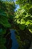 Hestehov. R�d Hestehov voksende p� brinkerne af M�l�v �. Ogs� kendt som skr�ppe, tordenskr�ppe, pestilensurt Petasites hybridus M�l�v   Planter R�rhannede, Asteranae, Kurveblomst-familien, Asteraceae, Compositae