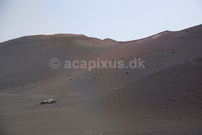 Lanzarote. Pionerplanter vokser i vulkanlandskab i Timanfaya Nationalparken p� Lanzarote i De Kanariske �er; ; Parque Nacional de Timanfaya / Lanzarote; Spanien; ; ; Vulkaner, vulkanisme, vulkan, lava