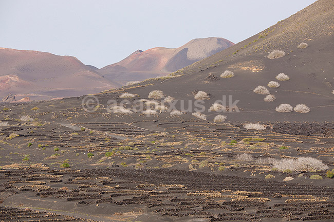 Lanzarote. Vin dyrkes bag l�sk�rme bygget af lavasten ved Bodega La Geria p� Lanzarote i De Kanariske �er; ; Bodega La Geria / Lanzarote; Spanien; ; ; Vulkaner, vulkanisme, vulkan, lava, landbrug