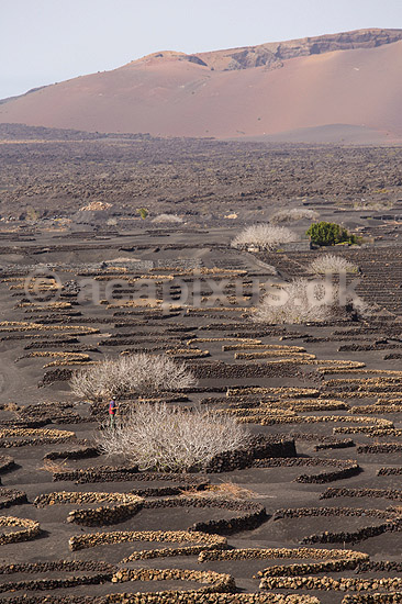 Lanzarote. Vin dyrkes bag l�sk�rme bygget af lavasten ved Bodega La Geria p� Lanzarote i De Kanariske �er; ; Bodega La Geria / Lanzarote; Spanien; ; ; Vulkaner, vulkanisme, vulkan, lava, landbrug
