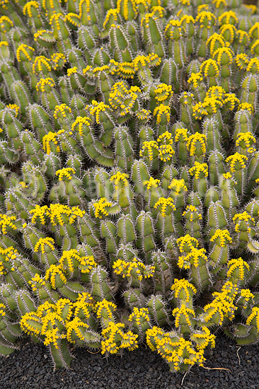 Kaktus. Kaktus fra Etiopien i Cactus Garden Guatiza p� Lanzarote i De Kanariske �er; Euphorbia polyacantha; Lanzarote / Guatiza; Spanien; ; Planter; succulent, succulenter, sukkulent, sukkulenter
