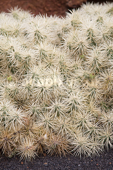 Kaktus. Kaktus fra Mexico i Cactus Garden Guatiza p� Lanzarote i De Kanariske �er; Opuntia tunicata; Lanzarote / Guatiza; Spanien; ; Planter; succulent, succulenter, sukkulent, sukkulenter