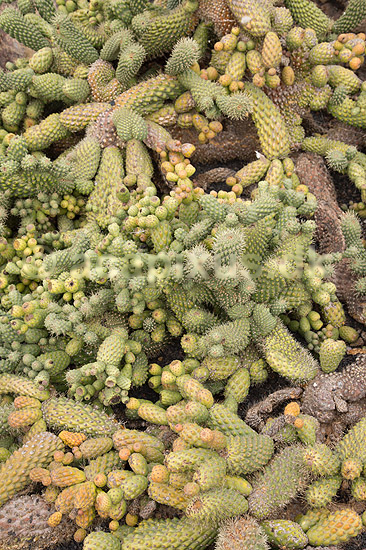 Kaktus. Kaktus i Cactus Garden Guatiza p� Lanzarote i De Kanariske �er; ; Lanzarote / Guatiza; Spanien; ; Planter; succulent, succulenter, sukkulent, sukkulenter