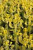 Kaktus. Kaktus i Cactus Garden Guatiza p� Lanzarote i De Kanariske �er Euphorbia Lanzarote / Guatiza Spanien  Planter succulent, succulenter, sukkulent, sukkulenter
