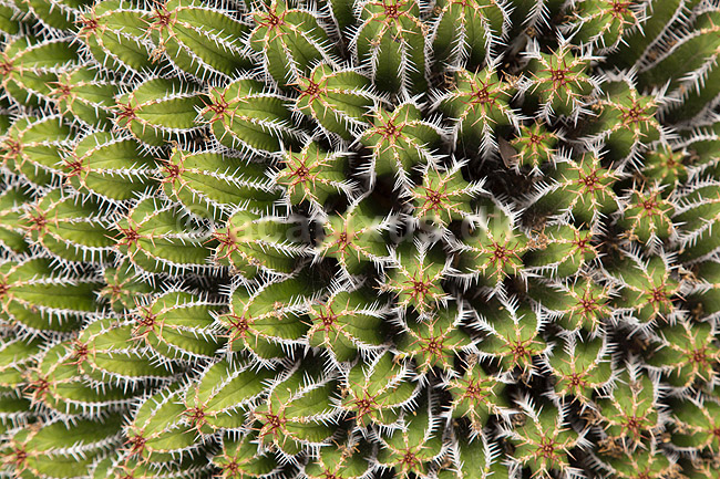 Kaktus. Kaktus fra Marokko i Cactus Garden Guatiza p� Lanzarote i De Kanariske �er; Euphorbia echinus; Lanzarote / Guatiza; Spanien; ; Planter; succulent, succulenter, sukkulent, sukkulenter