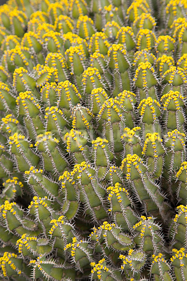 Kaktus. Kaktus fra Etiopien i Cactus Garden Guatiza p� Lanzarote i De Kanariske �er; Euphorbia polyacantha; Lanzarote / Guatiza; Spanien; ; Planter; succulent, succulenter, sukkulent, sukkulenter