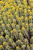 Kaktus. Kaktus fra Etiopien i Cactus Garden Guatiza p� Lanzarote i De Kanariske �er Euphorbia polyacantha Lanzarote / Guatiza Spanien  Planter succulent, succulenter, sukkulent, sukkulenter