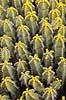 Kaktus. Kaktus fra Etiopien i Cactus Garden Guatiza p� Lanzarote i De Kanariske �er Euphorbia polyacantha Lanzarote / Guatiza Spanien  Planter succulent, succulenter, sukkulent, sukkulenter