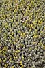 Kaktus. Kaktus fra Etiopien i Cactus Garden Guatiza p� Lanzarote i De Kanariske �er Euphorbia polyacantha Lanzarote / Guatiza Spanien  Planter succulent, succulenter, sukkulent, sukkulenter