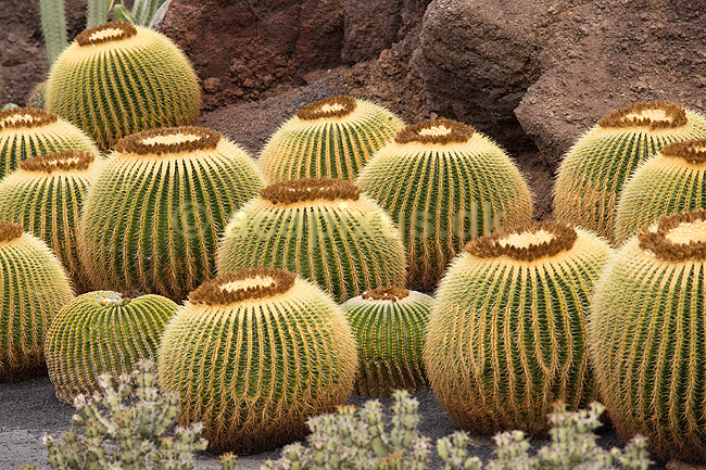 Kaktus. Kaktus i Cactus Garden Guatiza p� Lanzarote i De Kanariske �er; Echinocactus grusonii; Lanzarote / Guatiza; Spanien; ; Planter; succulent, succulenter, sukkulent, sukkulenter