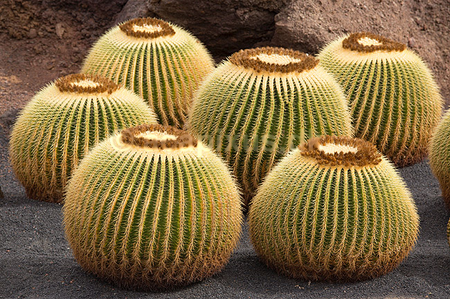 Kaktus. Kaktus i Cactus Garden Guatiza p� Lanzarote i De Kanariske �er; Echinocactus grusonii; Lanzarote / Guatiza; Spanien; ; Planter; succulent, succulenter, sukkulent, sukkulenter