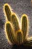 Kaktus. Kaktus i Cactus Garden Guatiza p� Lanzarote i De Kanariske �er  Lanzarote / Guatiza Spanien  Planter succulent, succulenter, sukkulent, sukkulenter