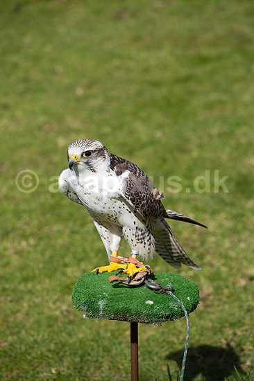 Falk. Falk ved fugleshow i Rancho Texas Park p� Lanzarote; ; Lanzarote; Spanien; ; Fugle; 