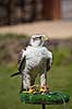 Falk. Falk ved fugleshow i Rancho Texas Park p� Lanzarote  Lanzarote Spanien  Fugle 