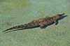 Saltvandskrokodille. Saltvands krokodille i Rancho Texas Park p� Lanzarote i De Kanariske �er Crocodylus johnsoni, Crocodylidae Lanzarote Spanien  Krybdyr 