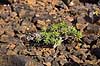 Pionerplante. Pionerplanter p� lavasletten Malpais de la Corona p� den nordlige del af Lanzarote i De Kanariske �er  Lanzarote Spanien  Planter succulent, succulenter, sukkulent, sukkulenter, pionerplanter