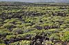 Malpais de la Corona. Pionerplanter p� lavasletten Malpais de la Corona p� den nordlige del af Lanzarote i De Kanariske �er  Lanzarote Spanien  Planter succulent, succulenter, sukkulent, sukkulenter, pionerplanter