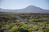 Malpais de la Corona. Pionerplanter p� lavasletten Malpais de la Corona med vulkanen Monta Coronea i baggrunden p� den nordlige del af Lanzarote i De Kanariske �er  Lanzarote Spanien  Planter succulent, succulenter, sukkulent, sukkulenter, pionerplanter
