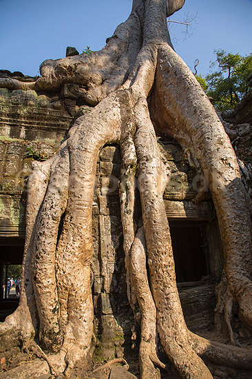Ta Prohm / Angkor Wat. Ta Prohm templet i Angkor Archeological Park, World Heritage Site, bygget i 12e �rhundrede af Jayavarman VII; ; Angkor Archeological Park / Siem Reap; Cambodia; ; ; Angkor Wat, Templer, Khmer riget