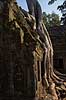 Ta Prohm / Angkor Wat. Ta Prohm templet i Angkor Archeological Park, World Heritage Site, bygget i 12e �rhundrede af Jayavarman VII  Angkor Archeological Park / Siem Reap Cambodia   Angkor Wat, Templer, Khmer riget