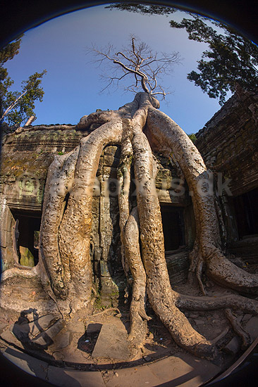 Ta Prohm / Angkor Wat. Ta Prohm templet i Angkor Archeological Park, World Heritage Site, bygget i 12e �rhundrede af Jayavarman VII; ; Angkor Archeological Park / Siem Reap; Cambodia; ; ; Angkor Wat, Templer, Khmer riget