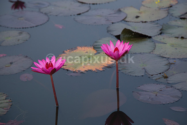 �kander. �kander i Reflection Pond ved Angkor Wat templet i Angkor Archeological Park, World Heritage Site, bygget i 12e �rhundrede af Suryavarman II; ; Angkor Archeological Park / Siem Reap; Cambodia; ; ; Angkor Wat, Templer, Khmer riget