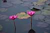 �kander. �kander i Reflection Pond ved Angkor Wat templet i Angkor Archeological Park, World Heritage Site, bygget i 12e �rhundrede af Suryavarman II  Angkor Archeological Park / Siem Reap Cambodia   Angkor Wat, Templer, Khmer riget