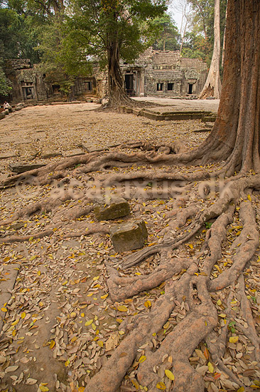 Ta Prohm / Angkor Wat. Tr�r�dder i Ta Prohm templet i Angkor Archeological Park, World Heritage Site, bygget i 12e �rhundrede af Jayavarman VII; ; Angkor Archeological Park / Siem Reap; Cambodia; ; ; Angkor Wat, Templer, Khmer riget