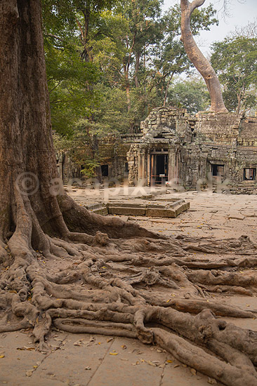 Ta Prohm / Angkor Wat. Tr�r�dder i Ta Prohm templet i Angkor Archeological Park, World Heritage Site, bygget i 12e �rhundrede af Jayavarman VII; ; Angkor Archeological Park / Siem Reap; Cambodia; ; ; Angkor Wat, Templer, Khmer riget