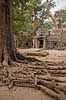 Ta Prohm / Angkor Wat. Tr�r�dder i Ta Prohm templet i Angkor Archeological Park, World Heritage Site, bygget i 12e �rhundrede af Jayavarman VII  Angkor Archeological Park / Siem Reap Cambodia   Angkor Wat, Templer, Khmer riget