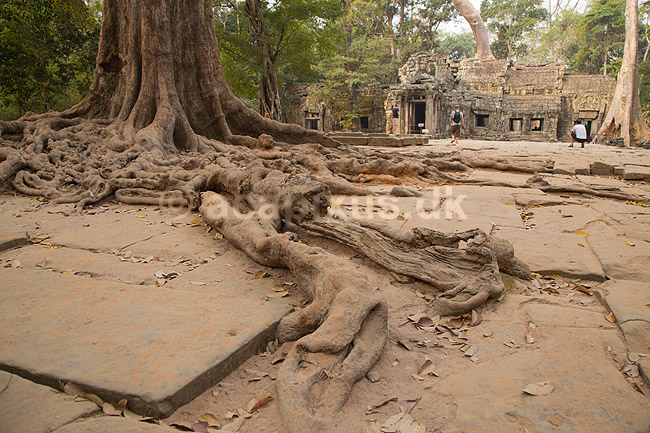 Ta Prohm / Angkor Wat. Tr�r�dder i Ta Prohm templet i Angkor Archeological Park, World Heritage Site, bygget i 12e �rhundrede af Jayavarman VII; ; Angkor Archeological Park / Siem Reap; Cambodia; ; ; Angkor Wat, Templer, Khmer riget