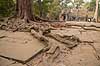 Ta Prohm / Angkor Wat. Tr�r�dder i Ta Prohm templet i Angkor Archeological Park, World Heritage Site, bygget i 12e �rhundrede af Jayavarman VII  Angkor Archeological Park / Siem Reap Cambodia   Angkor Wat, Templer, Khmer riget