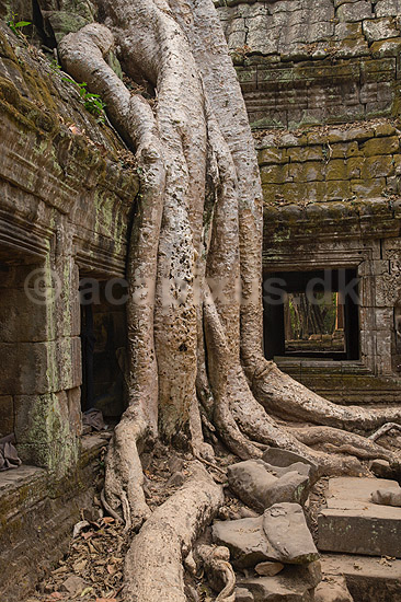 Ta Prohm / Angkor Wat. Tr�r�dder i Ta Prohm templet i Angkor Archeological Park, World Heritage Site, bygget i 12e �rhundrede af Jayavarman VII; ; Angkor Archeological Park / Siem Reap; Cambodia; ; ; Angkor Wat, Templer, Khmer riget