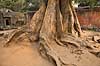 Ta Prohm / Angkor Wat. Tr�r�dder i Ta Prohm templet i Angkor Archeological Park, World Heritage Site, bygget i 12e �rhundrede af Jayavarman VII  Angkor Archeological Park / Siem Reap Cambodia   Angkor Wat, Templer, Khmer riget