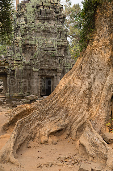 Ta Prohm / Angkor Wat. Tr�r�dder i Ta Prohm templet i Angkor Archeological Park, World Heritage Site, bygget i 12e �rhundrede af Jayavarman VII; ; Angkor Archeological Park / Siem Reap; Cambodia; ; ; Angkor Wat, Templer, Khmer riget