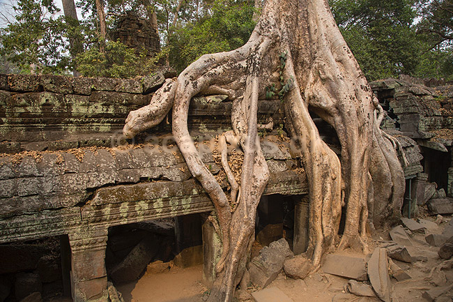 Ta Prohm / Angkor Wat. Tr�r�dder i Ta Prohm templet i Angkor Archeological Park, World Heritage Site, bygget i 12e �rhundrede af Jayavarman VII; ; Angkor Archeological Park / Siem Reap; Cambodia; ; ; Angkor Wat, Templer, Khmer riget