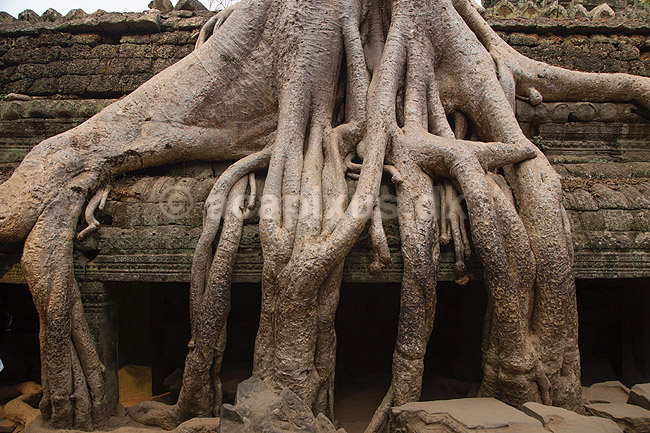 Ta Prohm / Angkor Wat. Tr�r�dder i Ta Prohm templet i Angkor Archeological Park, World Heritage Site, bygget i 12e �rhundrede af Jayavarman VII; ; Angkor Archeological Park / Siem Reap; Cambodia; ; ; Angkor Wat, Templer, Khmer riget
