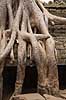 Ta Prohm / Angkor Wat. Tr�r�dder i Ta Prohm templet i Angkor Archeological Park, World Heritage Site, bygget i 12e �rhundrede af Jayavarman VII  Angkor Archeological Park / Siem Reap Cambodia   Angkor Wat, Templer, Khmer riget