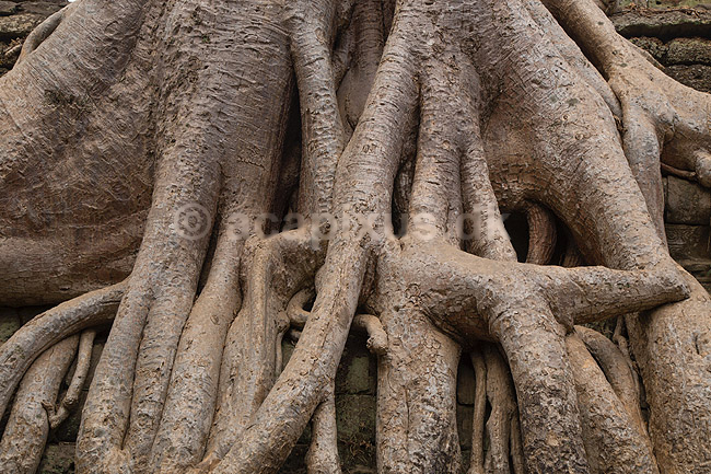Ta Prohm / Angkor Wat. Tr�r�dder i Ta Prohm templet i Angkor Archeological Park, World Heritage Site, bygget i 12e �rhundrede af Jayavarman VII; ; Angkor Archeological Park / Siem Reap; Cambodia; ; ; Angkor Wat, Templer, Khmer riget