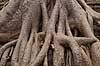 Ta Prohm / Angkor Wat. Tr�r�dder i Ta Prohm templet i Angkor Archeological Park, World Heritage Site, bygget i 12e �rhundrede af Jayavarman VII  Angkor Archeological Park / Siem Reap Cambodia   Angkor Wat, Templer, Khmer riget