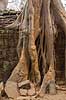 Ta Prohm / Angkor Wat. Tr�r�dder i Ta Prohm templet i Angkor Archeological Park, World Heritage Site, bygget i 12e �rhundrede af Jayavarman VII  Angkor Archeological Park / Siem Reap Cambodia   Angkor Wat, Templer, Khmer riget