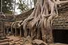 Ta Prohm / Angkor Wat. Tr�r�dder i Ta Prohm templet i Angkor Archeological Park, World Heritage Site, bygget i 12e �rhundrede af Jayavarman VII  Angkor Archeological Park / Siem Reap Cambodia   Angkor Wat, Templer, Khmer riget