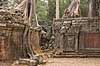 Ta Prohm / Angkor Wat. Tr�r�dder i Ta Prohm templet i Angkor Archeological Park, World Heritage Site, bygget i 12e �rhundrede af Jayavarman VII  Angkor Archeological Park / Siem Reap Cambodia   Angkor Wat, Templer, Khmer riget